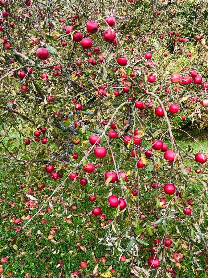 Apple Tree House *